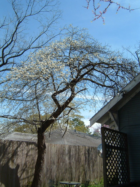 Mexican plum tree