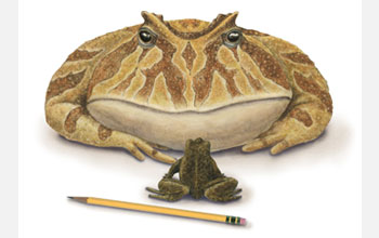 beelzebufo.jpg